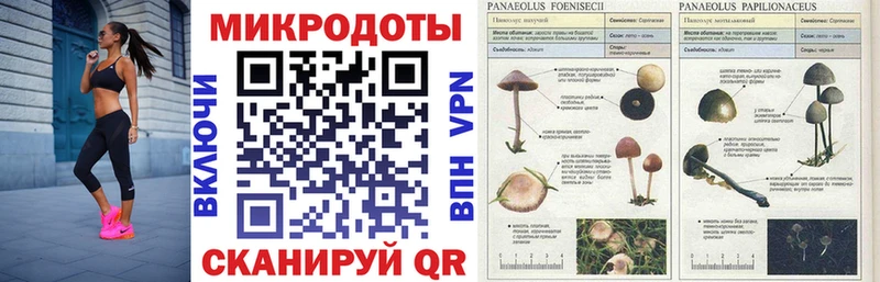 shop как зайти  где найти наркотики  Спасск-Дальний  Галлюциногенные грибы Cubensis 